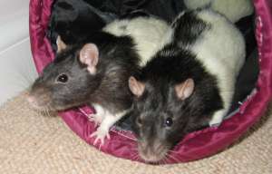Pickle & Toffee