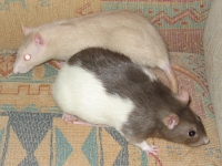 Daisy & Petal on the sofa Daisy & Petal