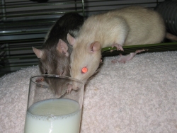 Petal & Daisy sharing a glass of milk Petal & Daisy