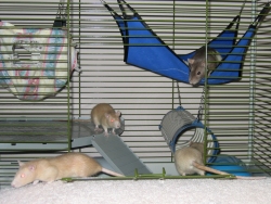 Petal, Daisy, Peach & Apricot