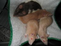 Petal and her new family