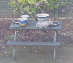 Our bunny, Fern, on the picnic table Fern the explorer