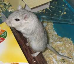 Cheddar exploring Cheddar