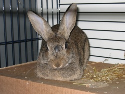 Fern sitting on her cardboard box Fern
