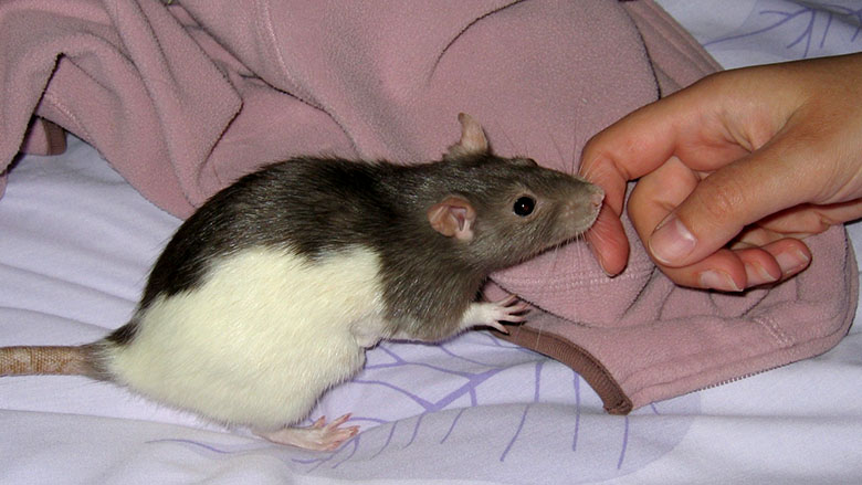 Our little hooded rat, Petal