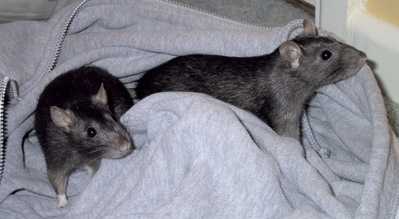 Our rats, Pipsie & Chockie Pipsie & Chockie