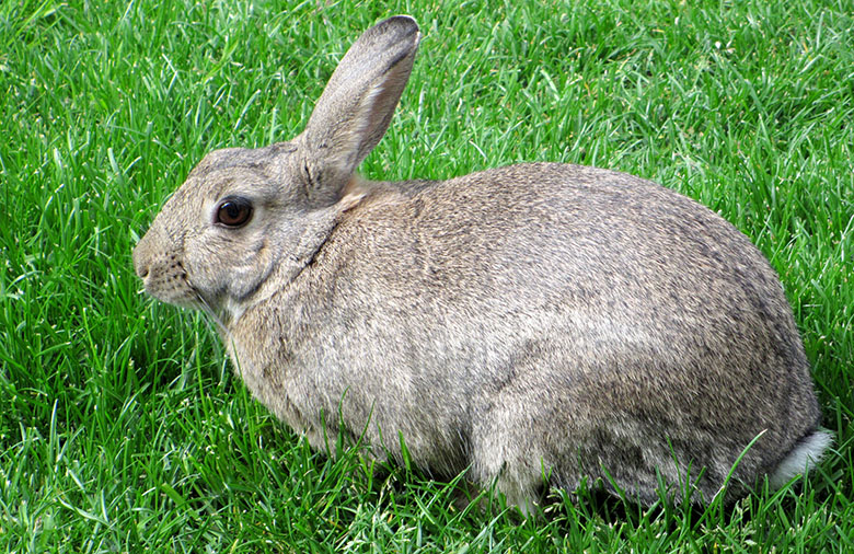 Our beautiful bunny Fern Our beautiful bunny Fern