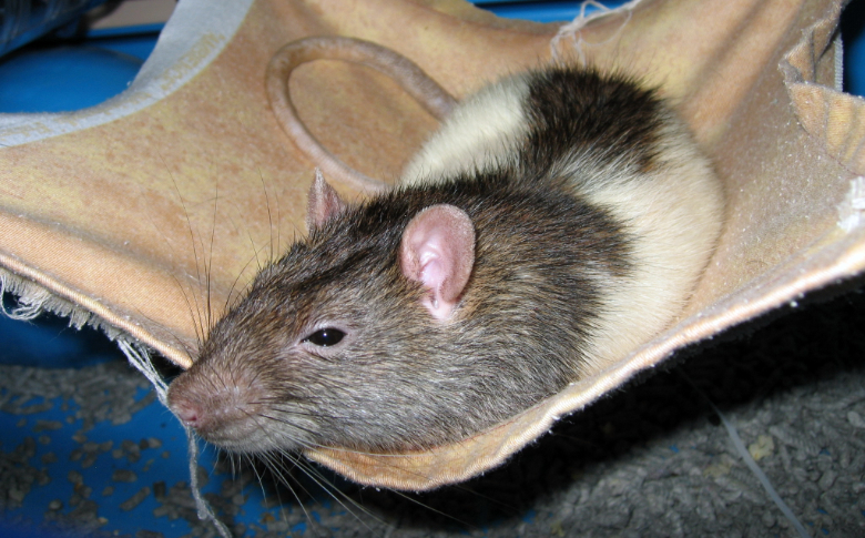 Our sweet rat, Twix, lounging in his hammock