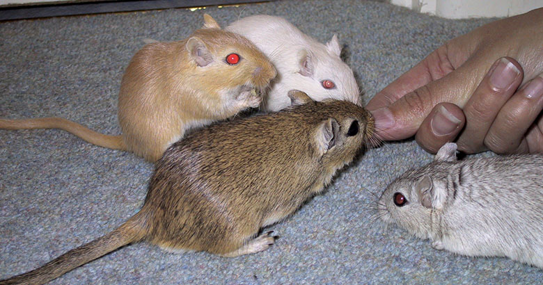Our four gerbils, Barley, Syrup, Millie and Rogue Barley, Syrup, Millie and Rogue sneaking in from the side