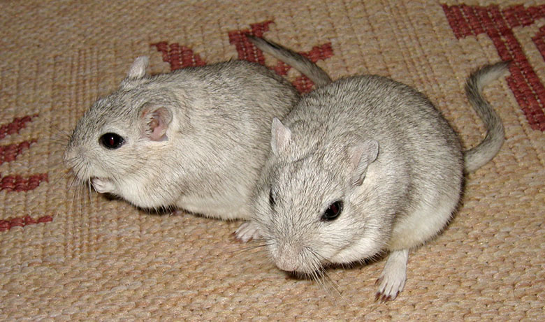 Our sweet gerbils, Cheddar and Chive