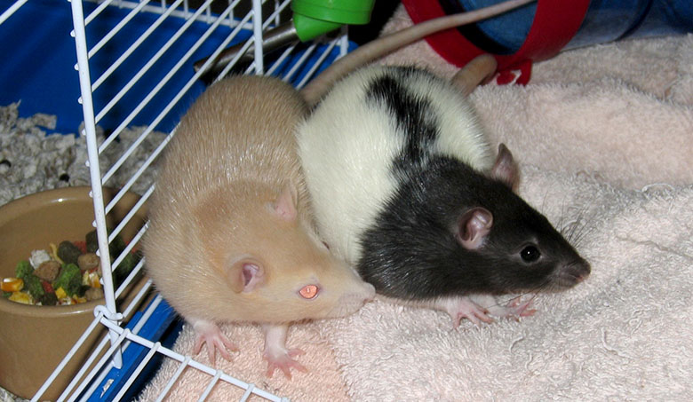 Our two rats Caramel and Toffee Caramel & Toffee