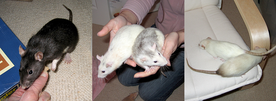 My five new beautiful rats Kiwi, Sugar, Pearl, Muffin & Smudge