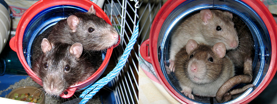 Our four rats peering out of their play tubes Cookie, Bourbon, Coral & Clover