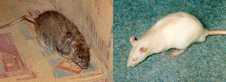 Our two rats, Crumble and Silky Crumble & Silky