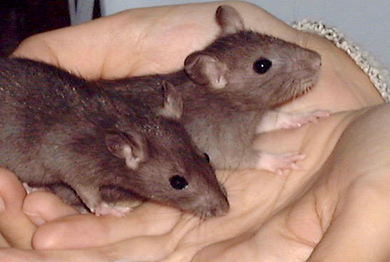 Our two new baby rats, Pipsie & Chockie
