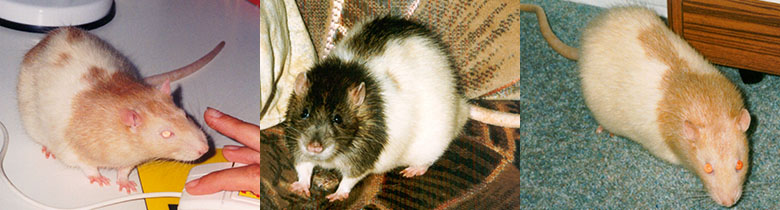 Our cuddly rats, Misty, Dusty & Smarty Misty, Dusty & Smarty