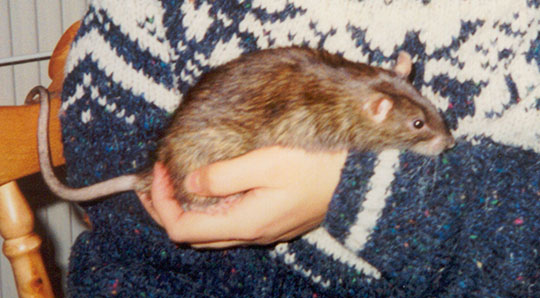 Our beautiful rat Crunchie