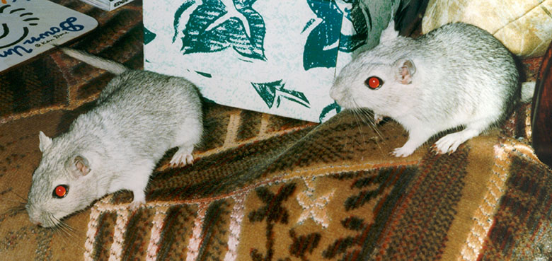 Our two grey gerbils, Limpy and Bumpy