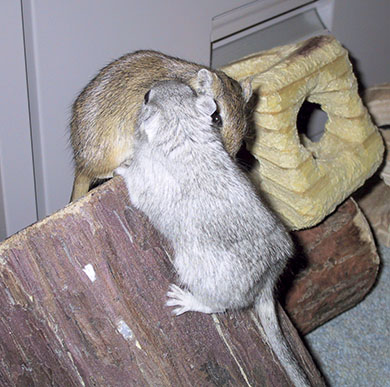 Our two gerbils, Barley and Rogue playing on their wooden toys Barley & Rogue