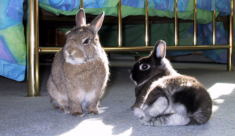 Our dwarf bunnies enjoying some sunshine Thumper and flower relaxing in the sunshine