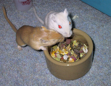 Two of our gerbils, Millie and Syrup playing at their food bowl Syrup & Millie