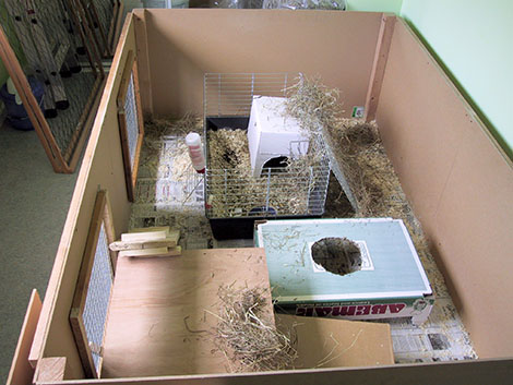 Our dwarf bunnies indoor bunny run Our indoor bunny run