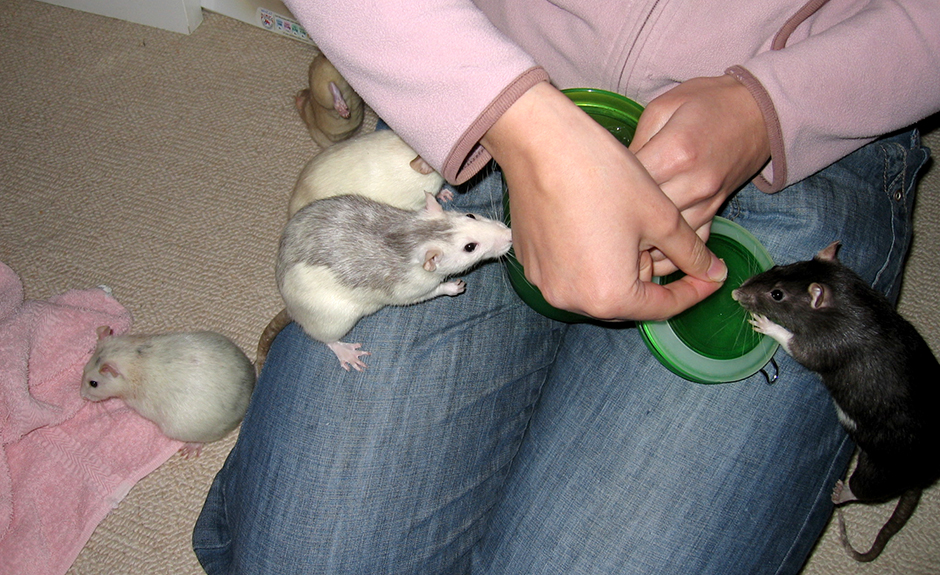 My rats sitting on my knee and enjoying treats