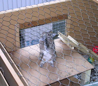 Our dwarf bunny, Thumper testing his new roof with his teeth "Let me out"
