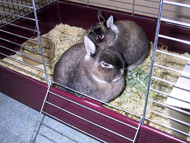 Our dwarf bunnies in their indoor bunny home Mars & Jupiter's indoor bunny home