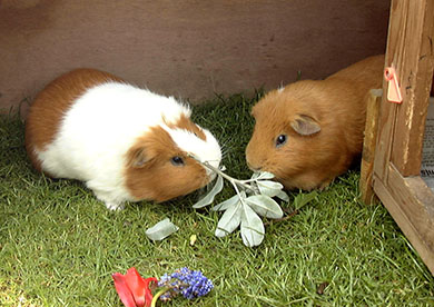Our guinea pigs, Clipper and Coco chomping on some flowers Clipper and Coco munching