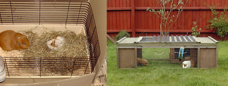 Coco and Clippers nighttime cage (left) and outdoor home