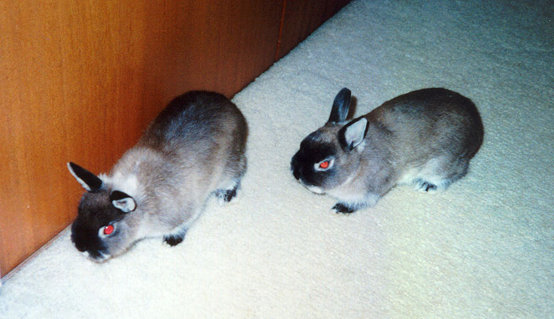 Our two baby dwarf bunnies, Mars and Jupiter Mars & Jupiter as babies