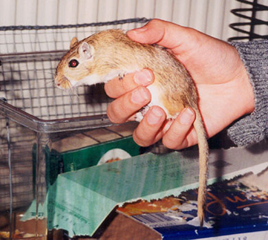 Our gerbil Fudge being held