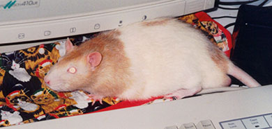 Misty, our ginger hooded rat Misty