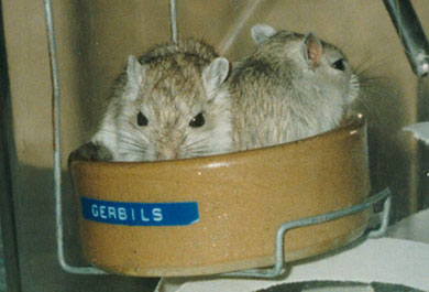 Our two baby gerbils sitting in their food bowl