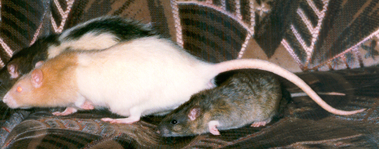 Our baby rat Crumble, with two fully grown boys Dusty & Smarty Baby Crumble following out big old boys, Dusty & Smarty