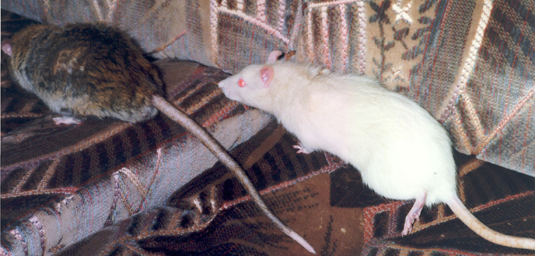 Two rats, Crumble & Silky wandering around on our sofa Partners in crime