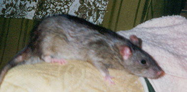 Our handsome rat, Crunchie exploring