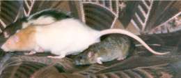 Baby Crumble following Dusty & Smarty