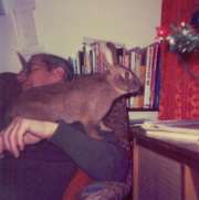 Thumper the bunny My first bunny Thumper
