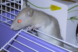 Biscuit