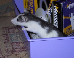 Badger