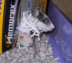 Biscuit & Badger