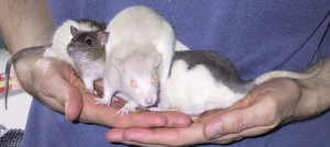 Willow, Biscuit & Badger