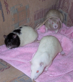 Mole, Mouse & Ferret
