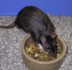 Otter sitting on his food bowl Otter