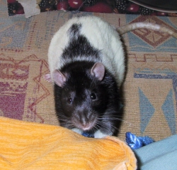 Our chubby rat Mole saying hello Mole