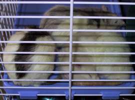 The boys sleeping out on a plastic shelf