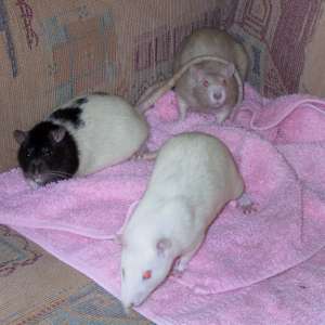 Our new rattie arrivals Mole, Mouse & Ferret
