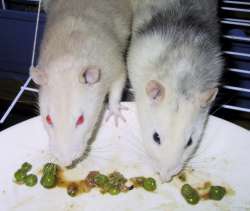 Biscuit and Badger enjoying some peas and gravy